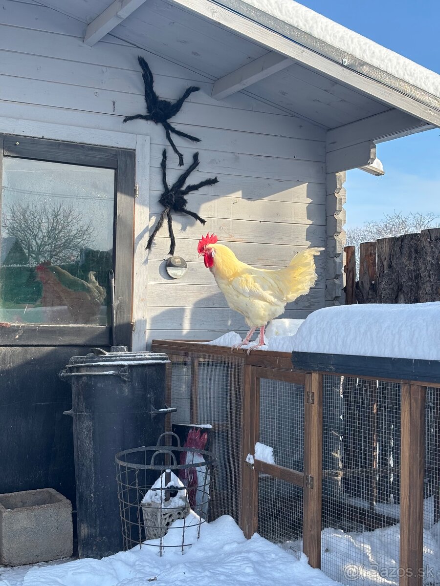 Ponukam na predaj 2 mlade kohuty - 2