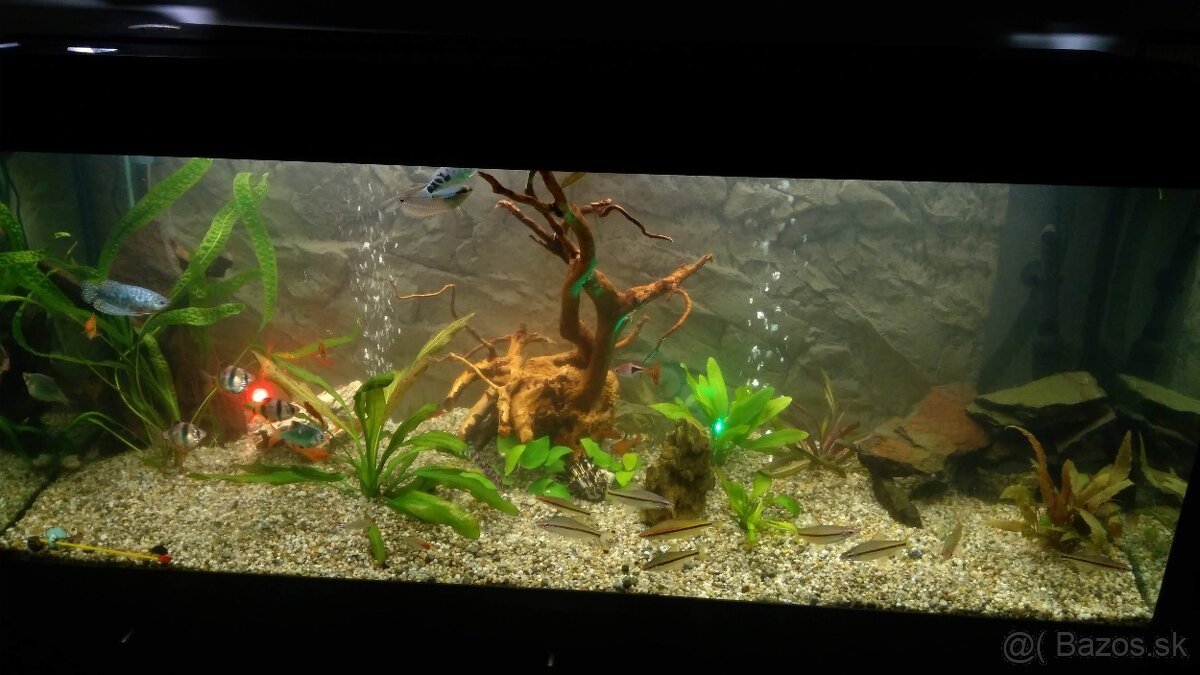 akvarium Juwel RIO 240 L - 2