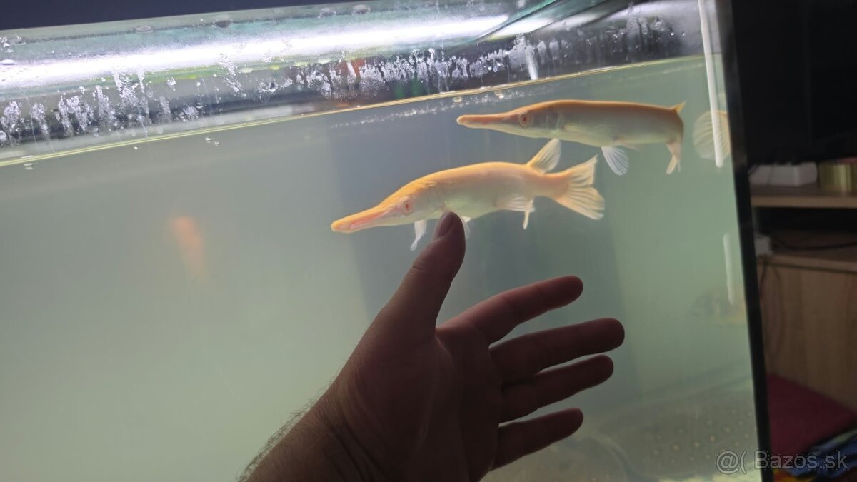 Atractosteus spatula - ALBINO - 2