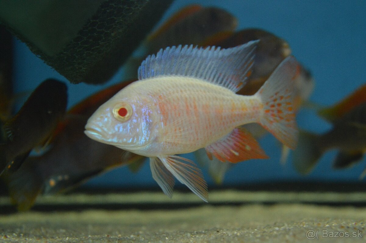 Predám prebytky chovu - Africké cichlidy. - 2