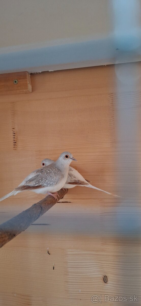 Holubok diamantovy - 2