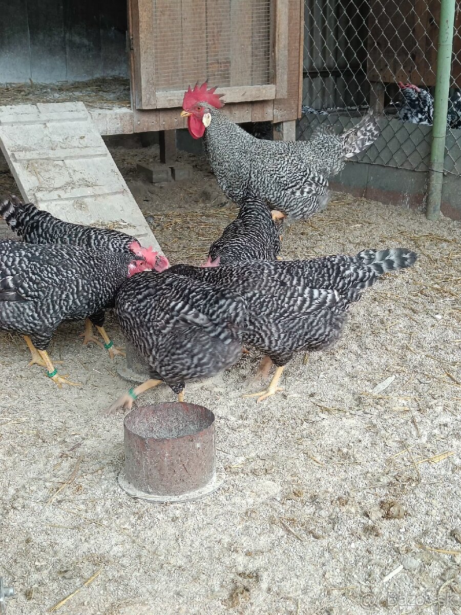 Predám násadové vajcia Vlaška - 2