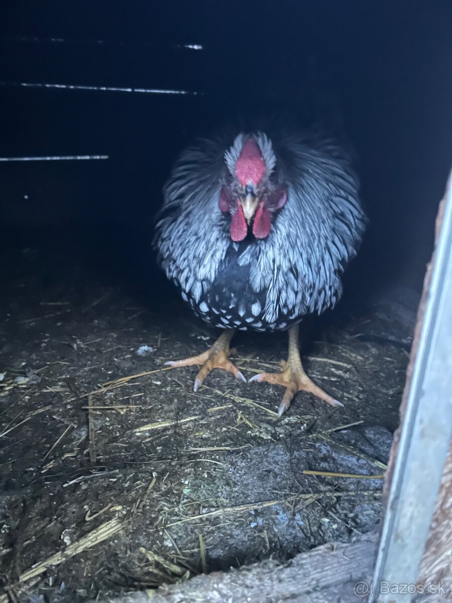 Wyandotka - 2