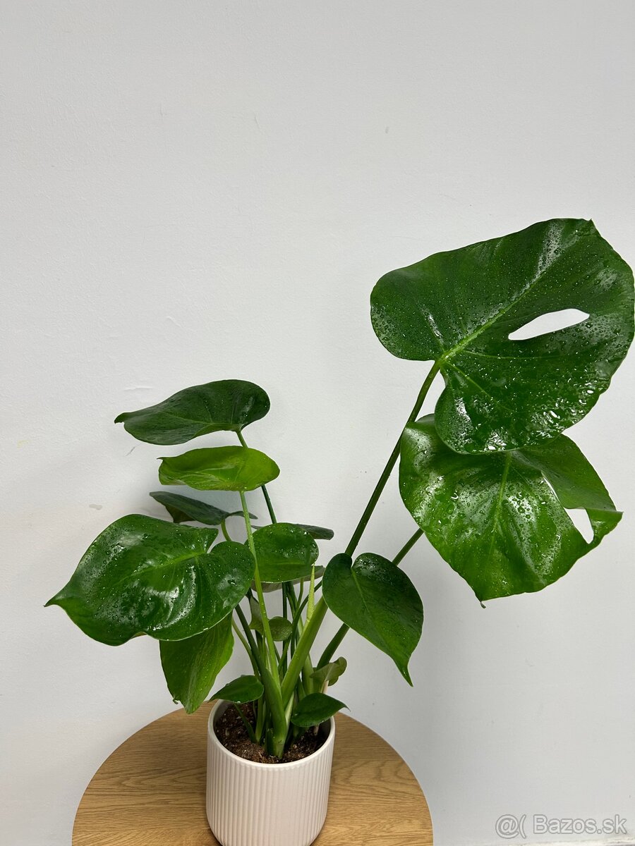 Monstera Deliciosa (väčšia) - 2