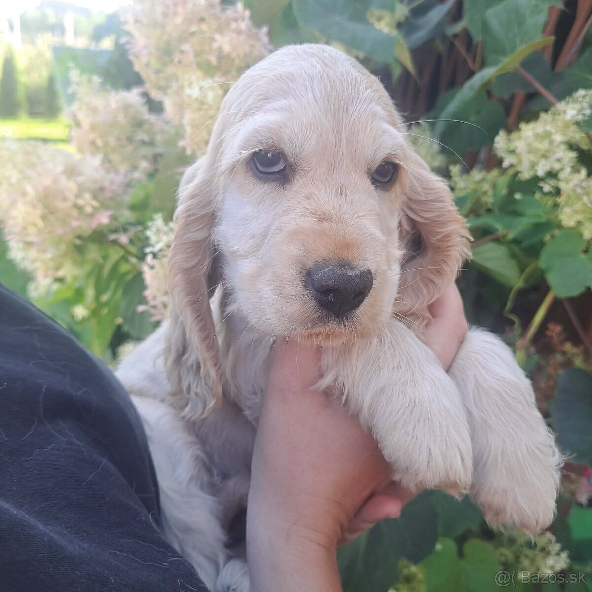 Anglicky kokerspaniel - 2