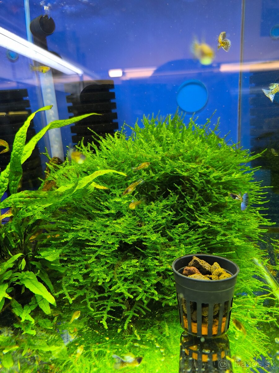 Christmas moss (mach do akvária) - 2