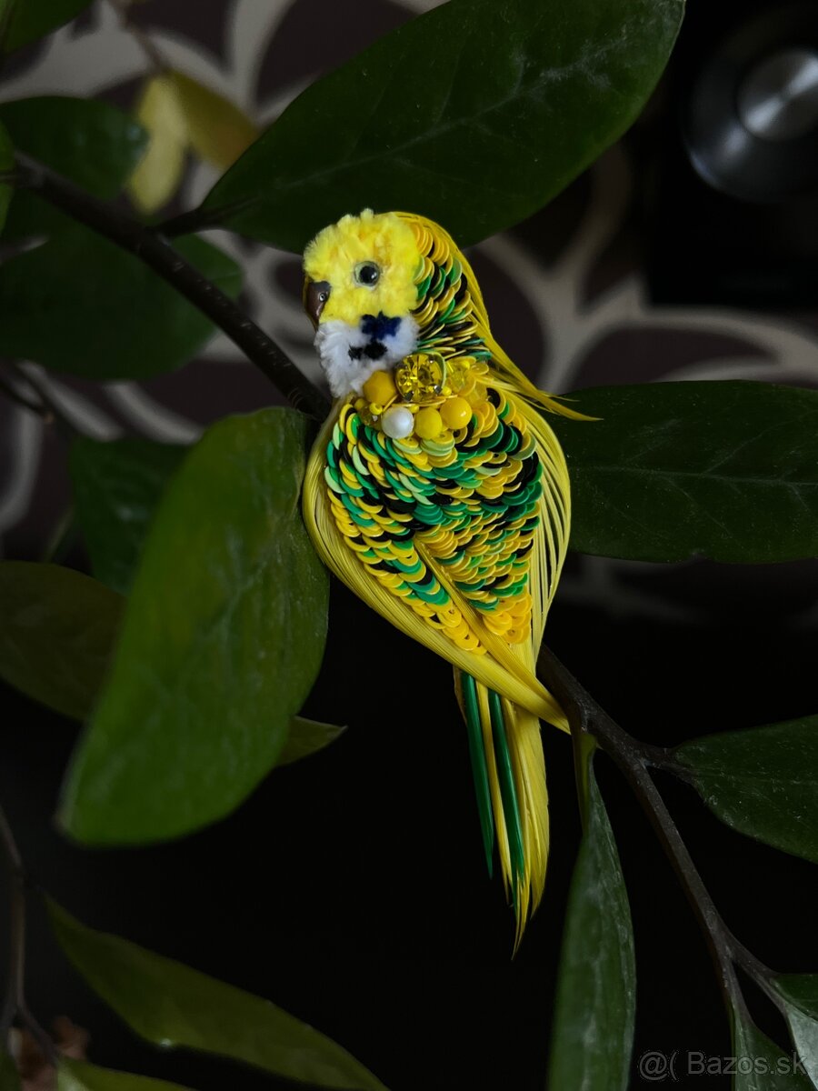 brosña papagáj - 2