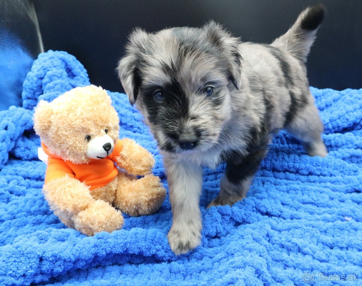 Pyrenejský ovčák - štěňátka s PP - 2