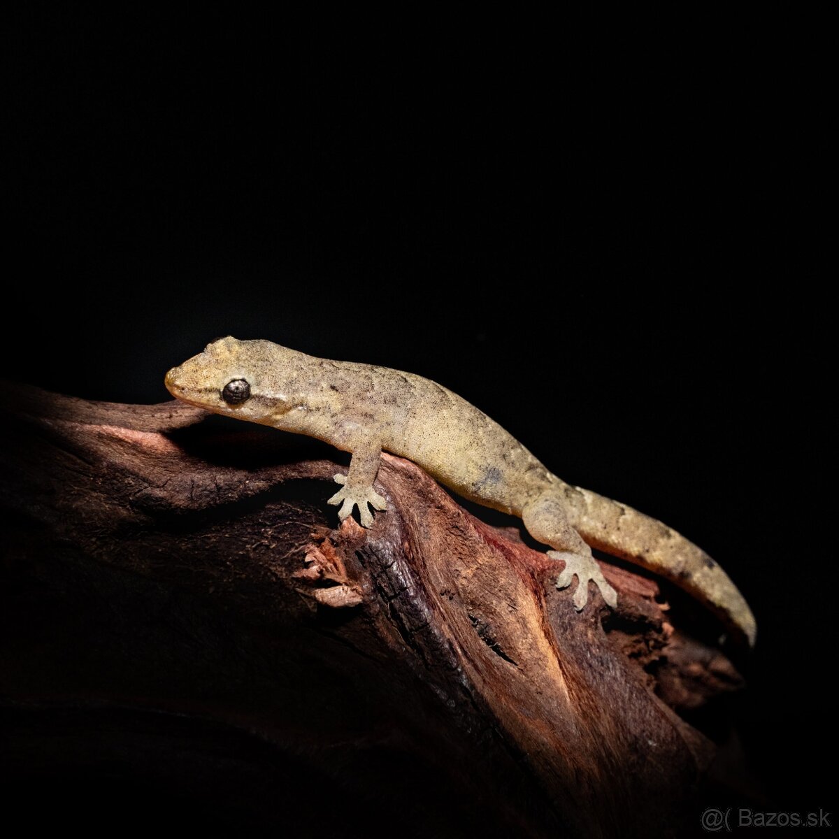Lepidodactylus lugubris - gekón panenský - 2