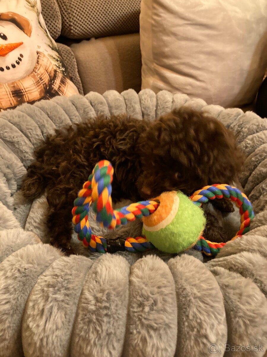 Predám šteniatko mini pudla - 2