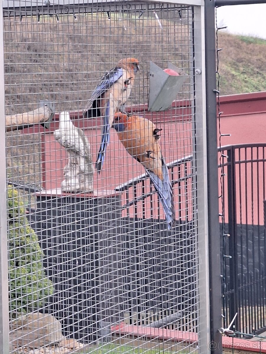 Predám vtáctvo rušíme chov - 2