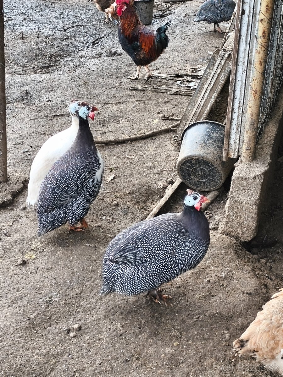 Perlička(samec) kohút - 2