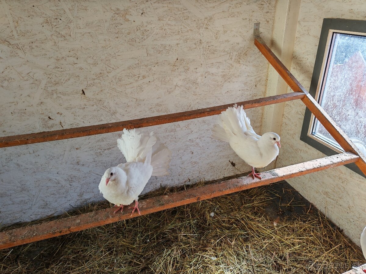 Predám holuby páviky - 2
