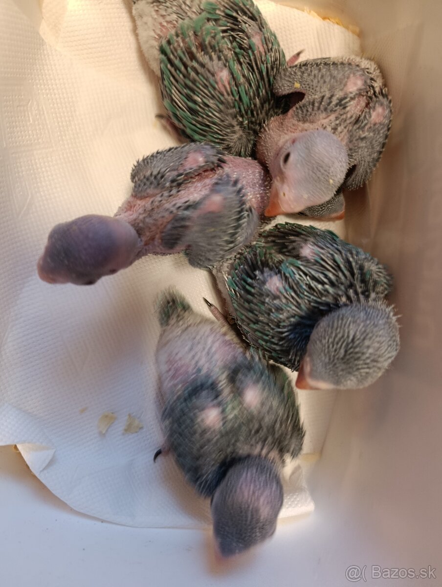 Alexander malý krotky - 2