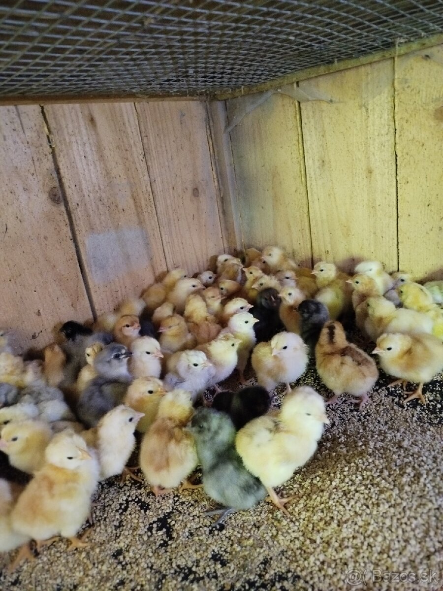 Kuriatka araucana - 2
