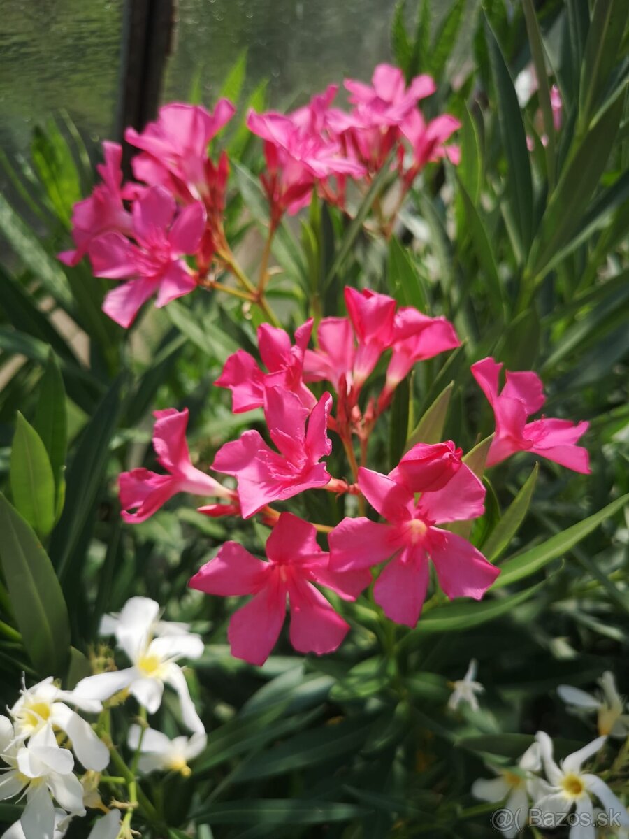 Oleander-krásne kvitnú - 2