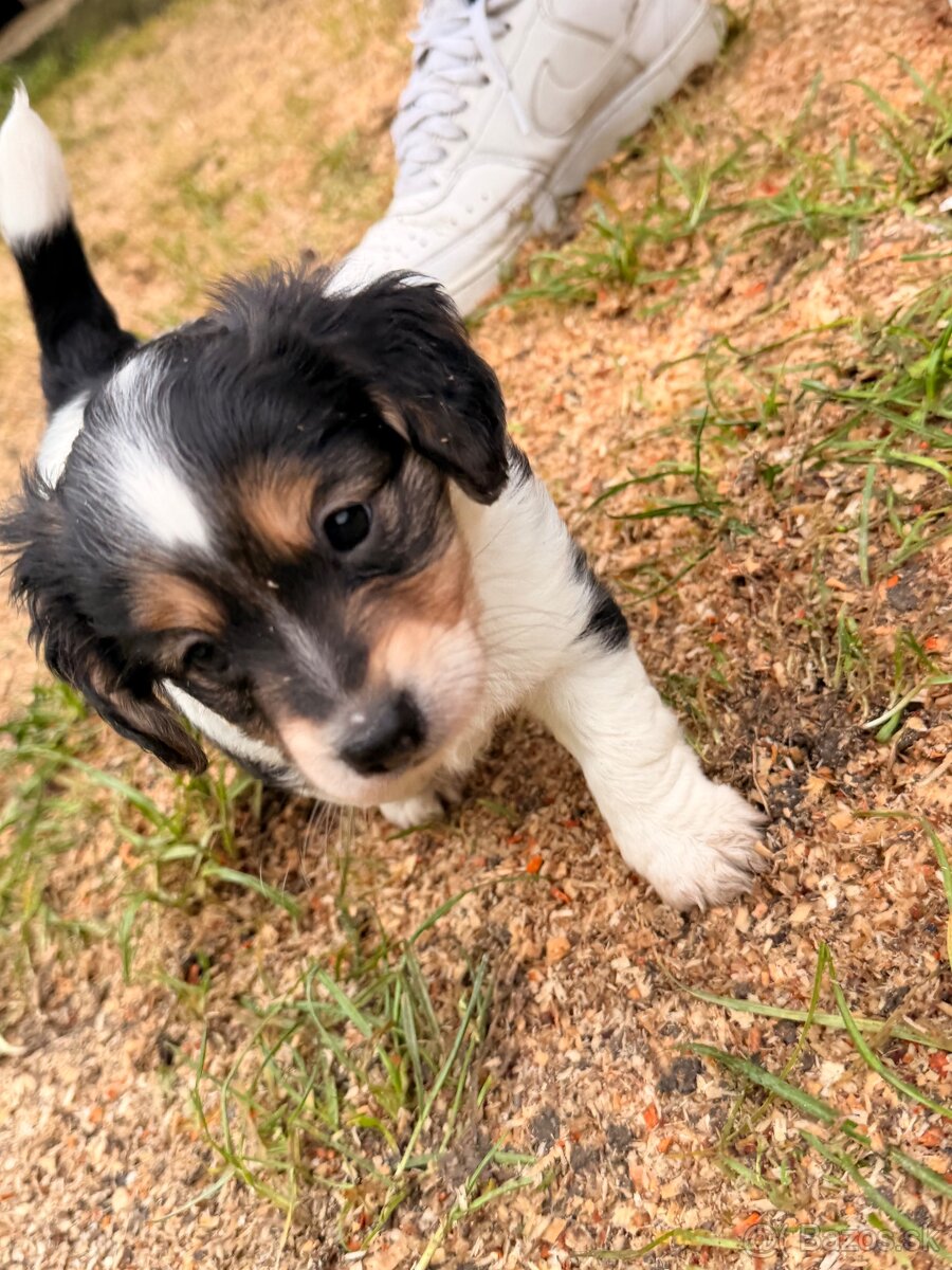 DARUJEM ŠTENIATKA - 2