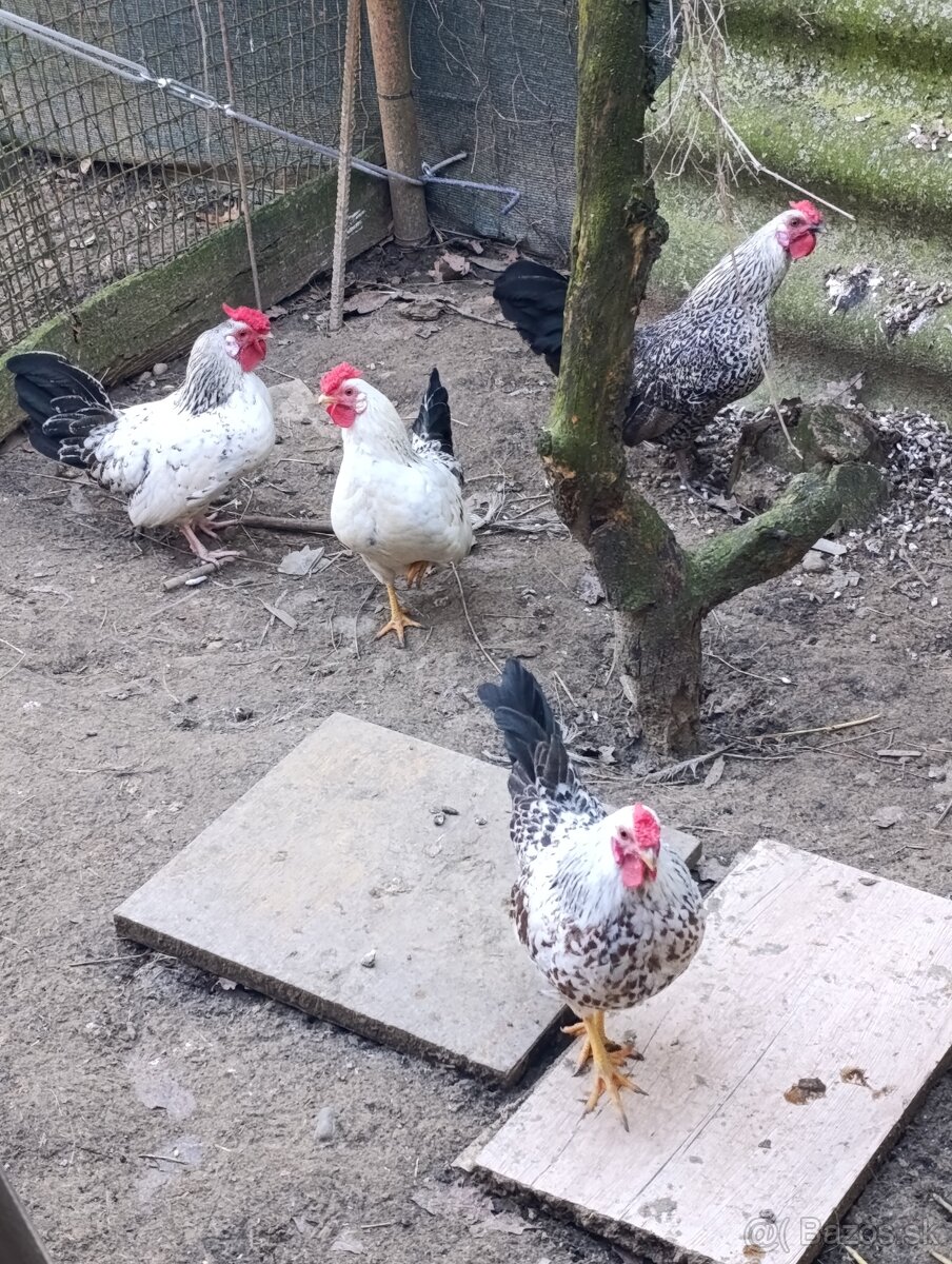 Kohúty- liliputky - 2