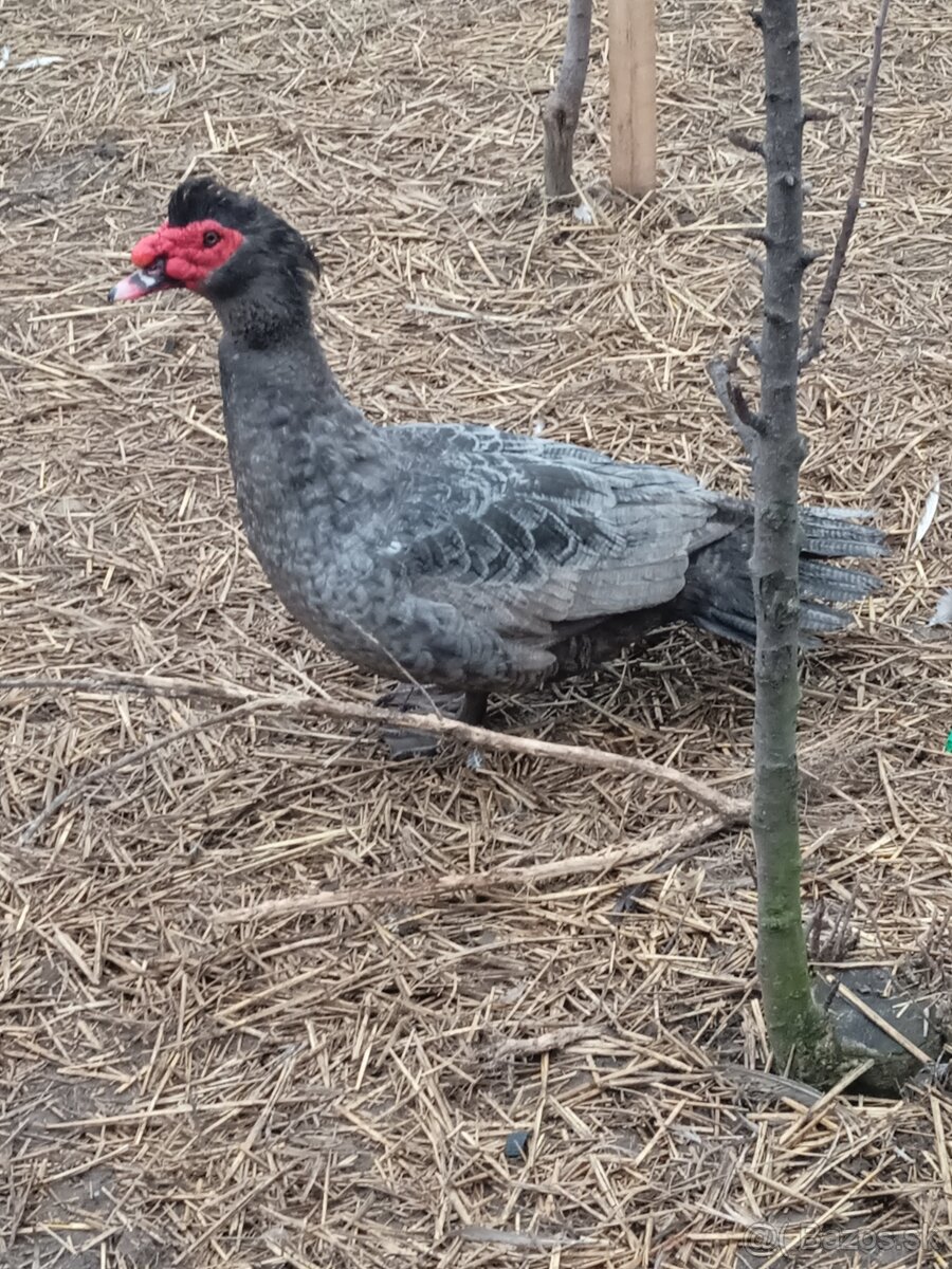 Pižmové kačice - 2