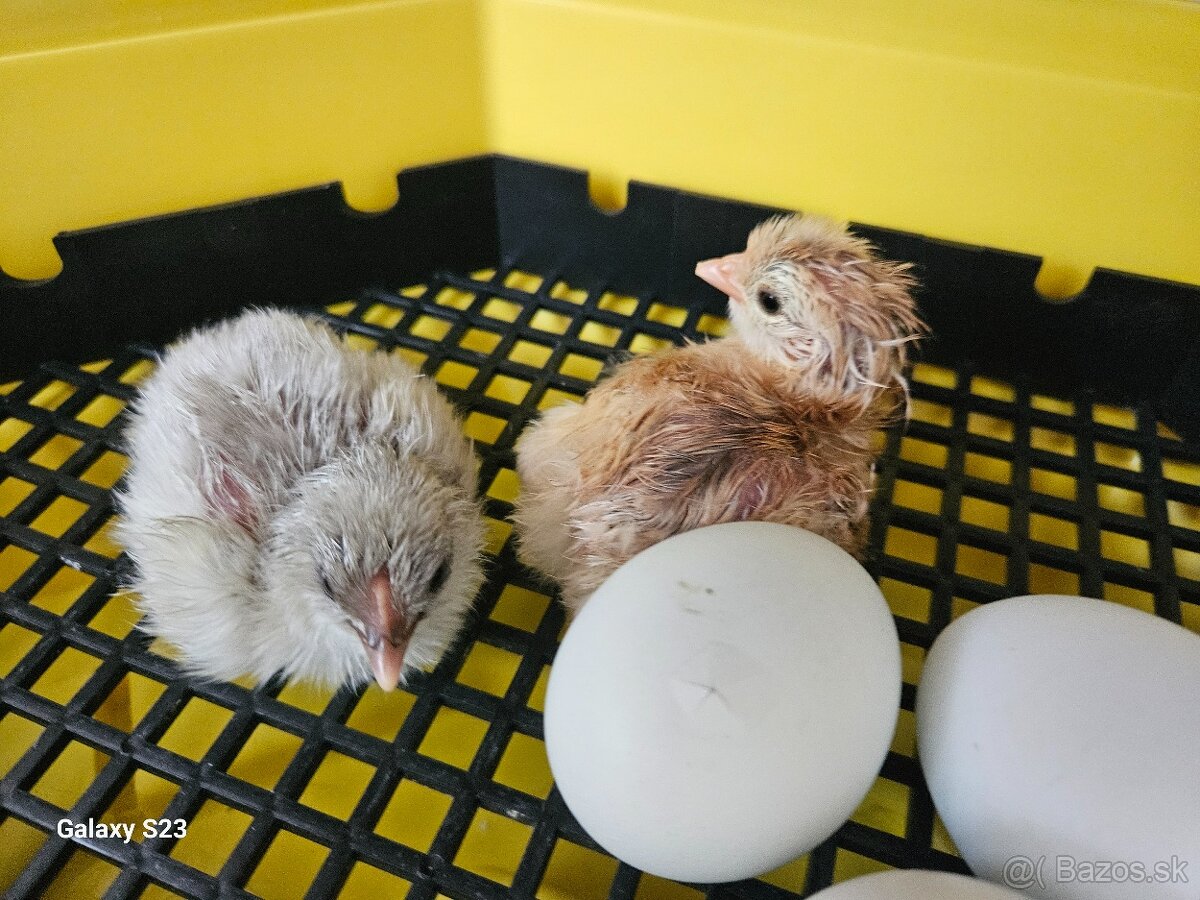 Predám nasadové vajíčka araucana - 2