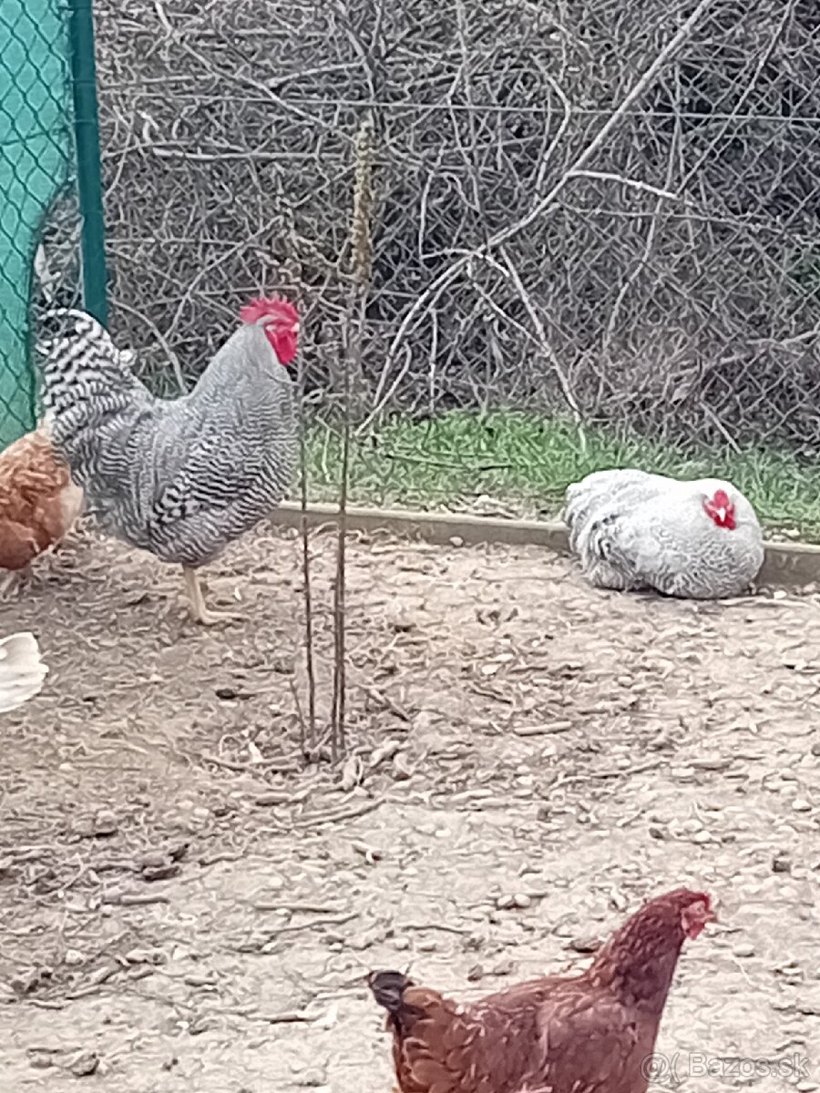 Predám 4 kohútov - 2