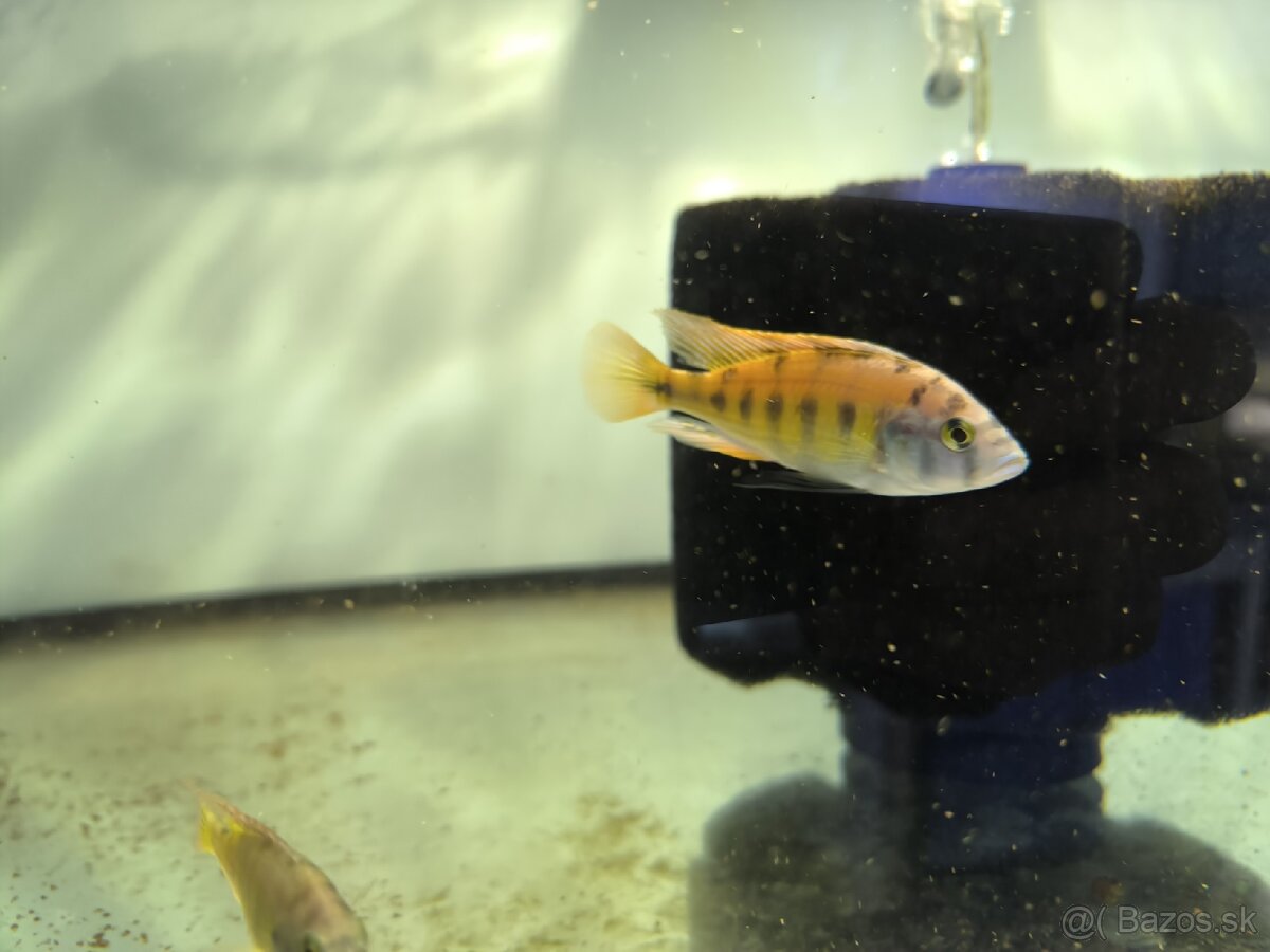 Haplochromis ch 44 - 2