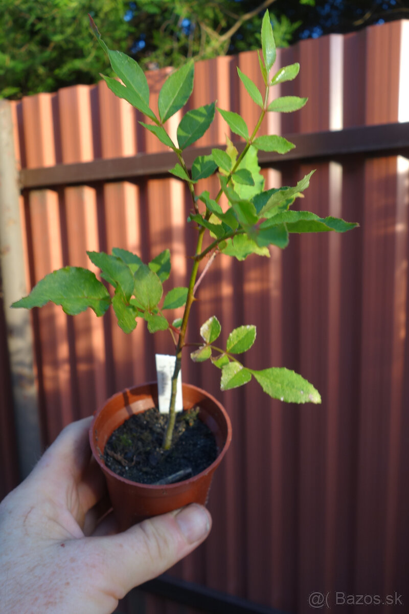 zanthoxylum piperitum - 2
