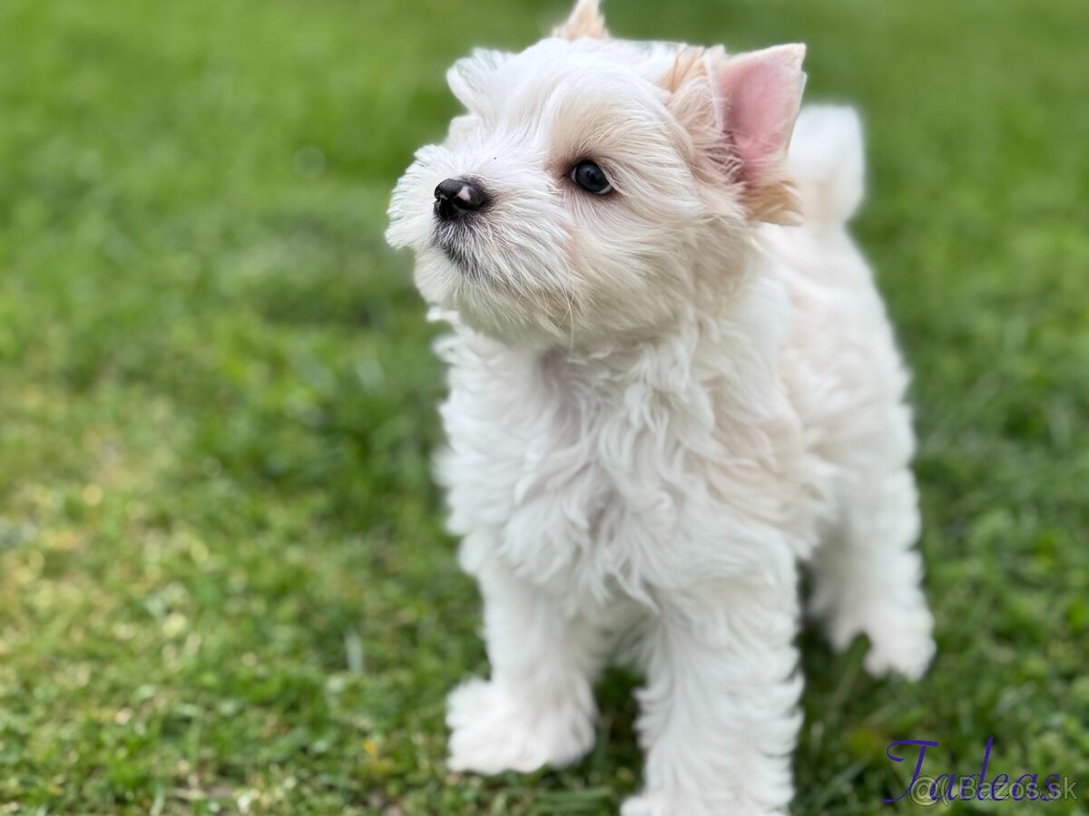 Yorksirsky terier - 2