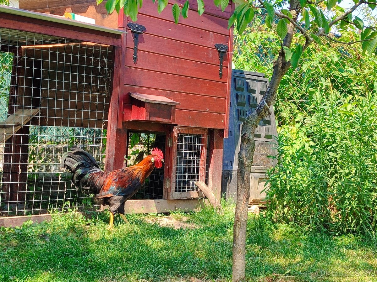 Kohút vlaška jarabičia - 2