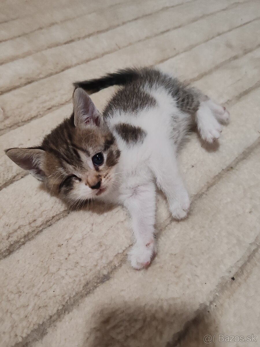 Mačiatka Ragdoll mix - 2