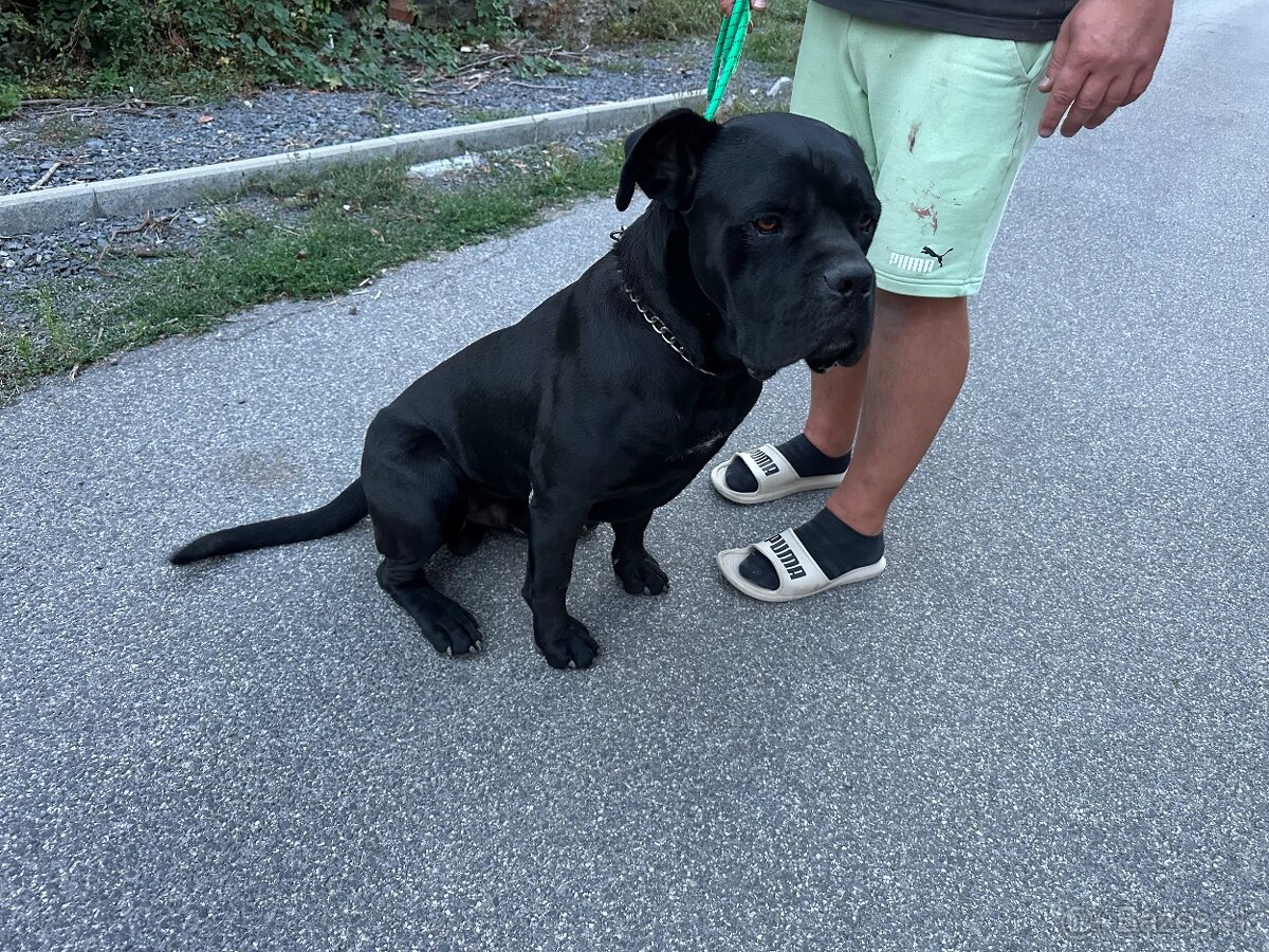 Canecorso Darujem - 2