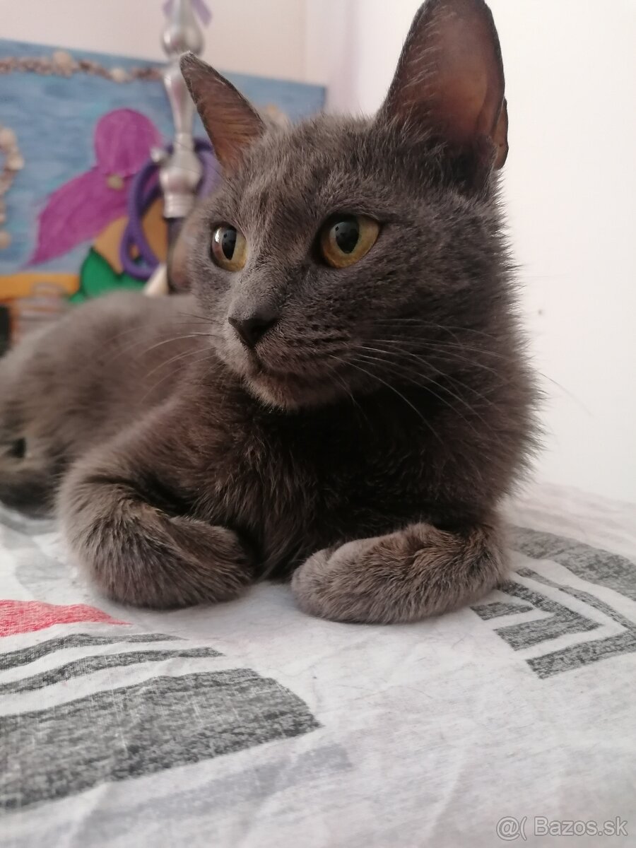 Mačička na adopciu - 2