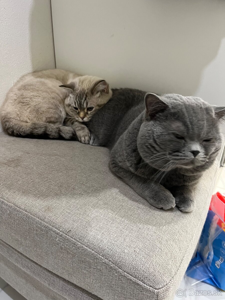 Kocúr na krytie - 2