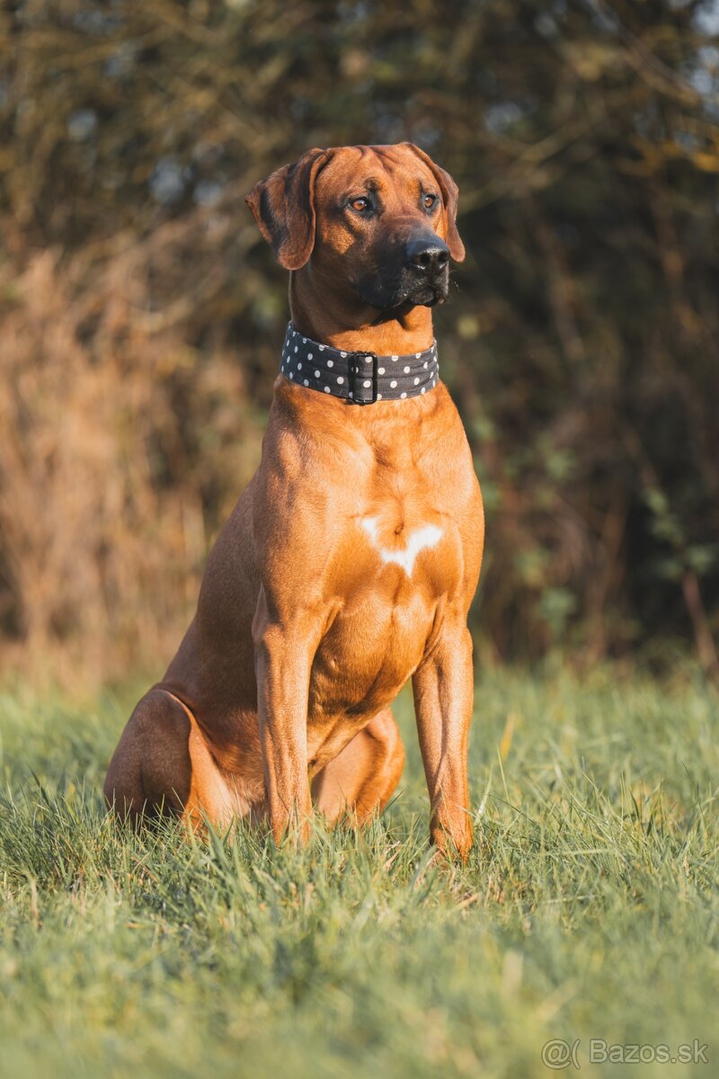 Chovatelská stanice Imbwa Moyo nabízí krycího psa :-) - 2