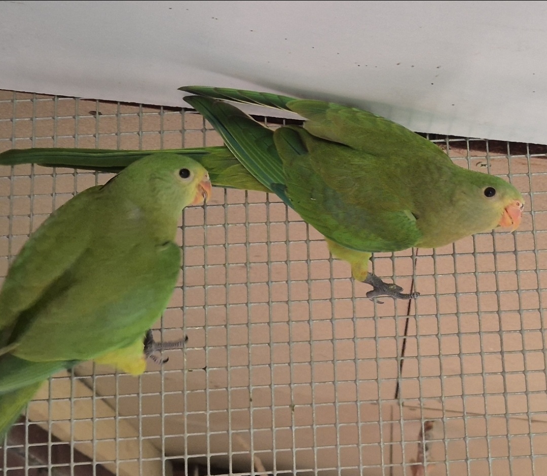 Papagáj nádherný-Baraband
bez kružka,,jar 2024 - 2