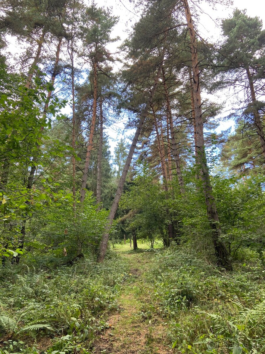 Opatrovanie/animovanie detí, seniorov a ZŤP/ŤZP - 2