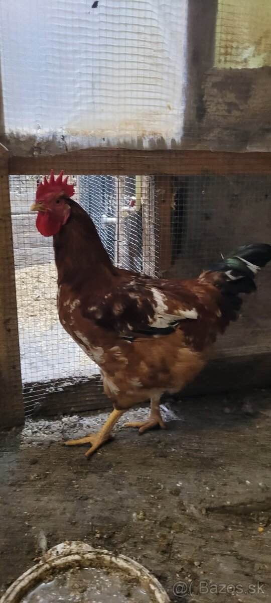 Predám kohúta Kalimero - 2