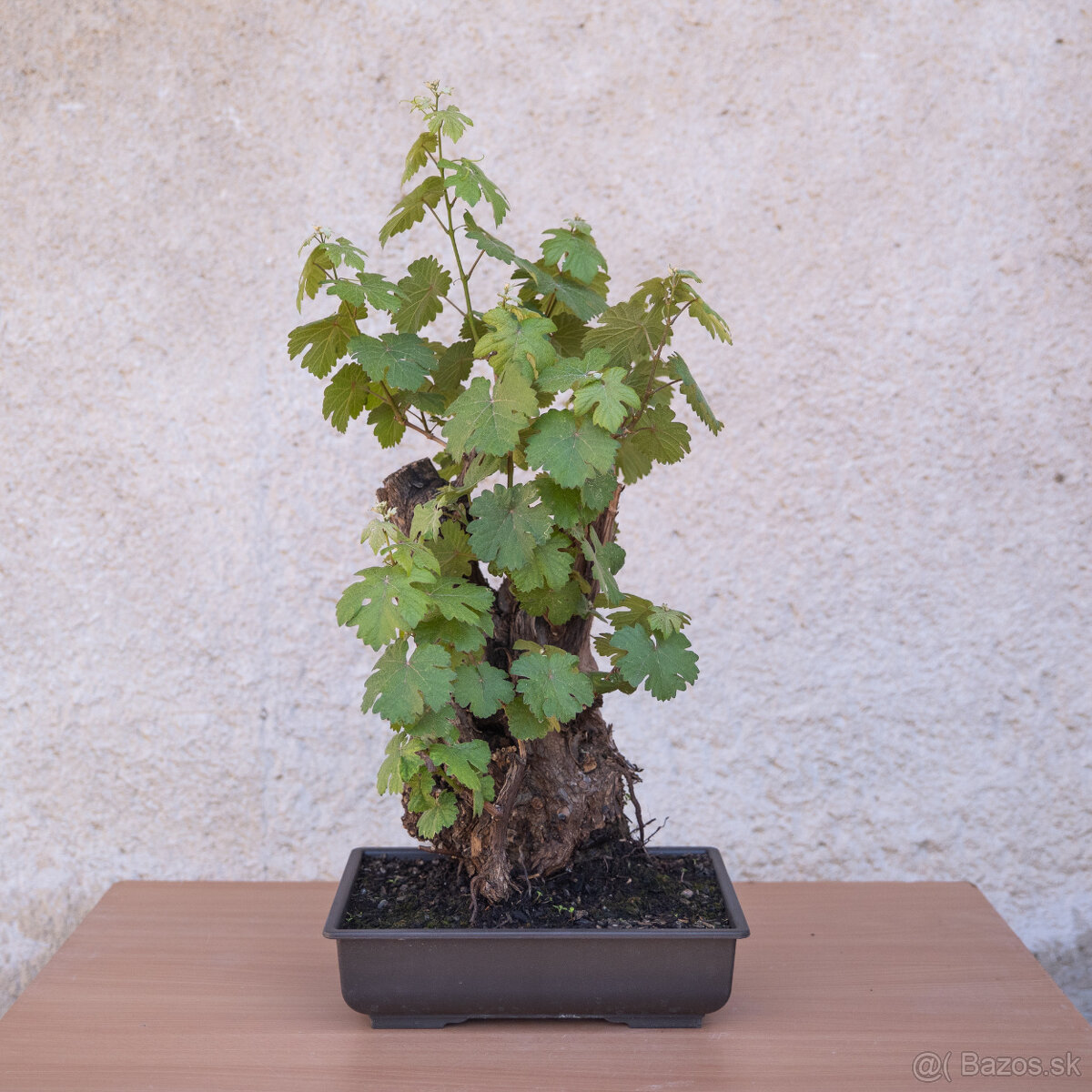Bonsaj - 49 ročný vinič - 2