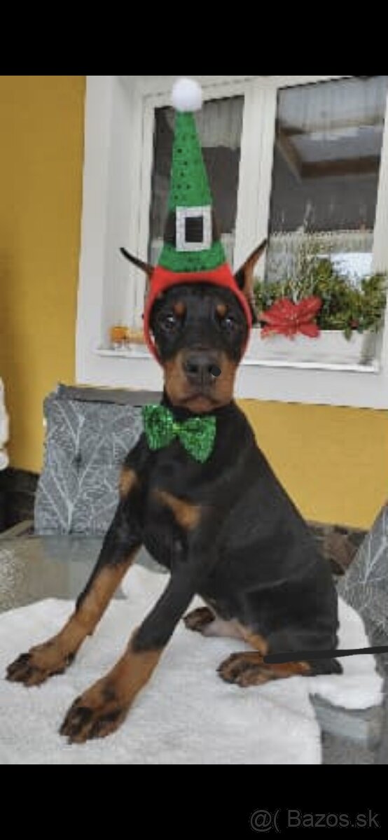 DOBERMAN ŠTENIATKA S FCI P.P. - 2