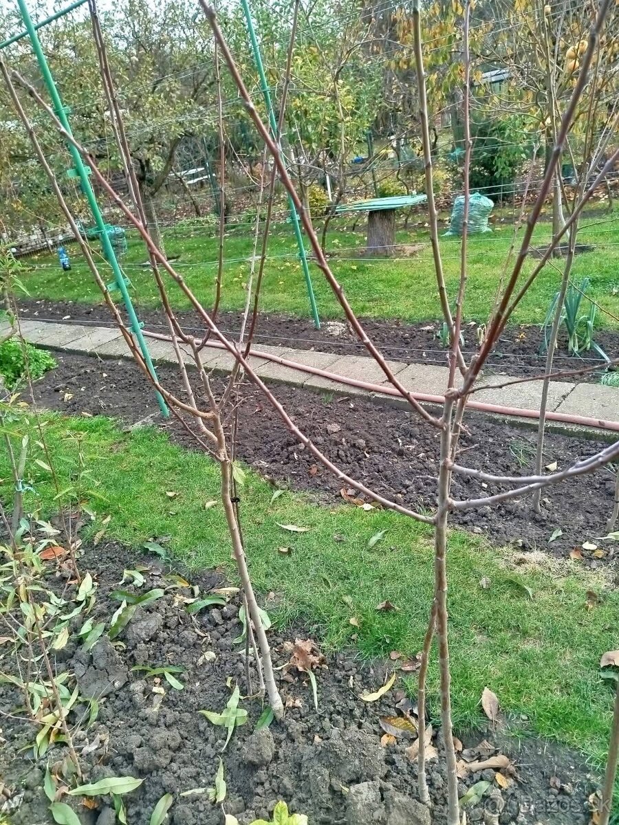 Stromčeky ovocné - 2