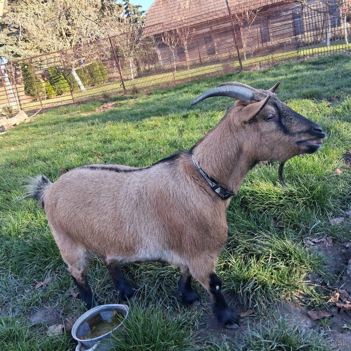 Predam mini kozu - 2