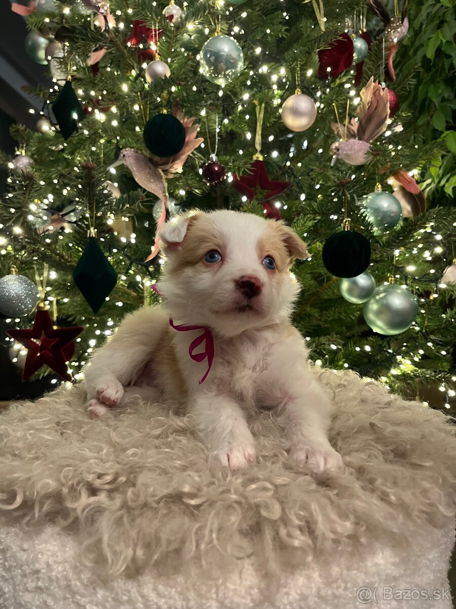 Border kólia šteniatka - 2