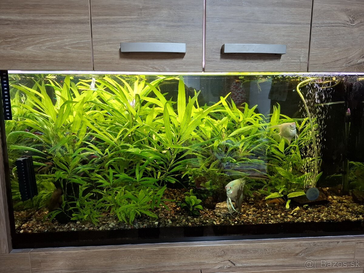 RASTLINY Z PRESTRIHU - 2