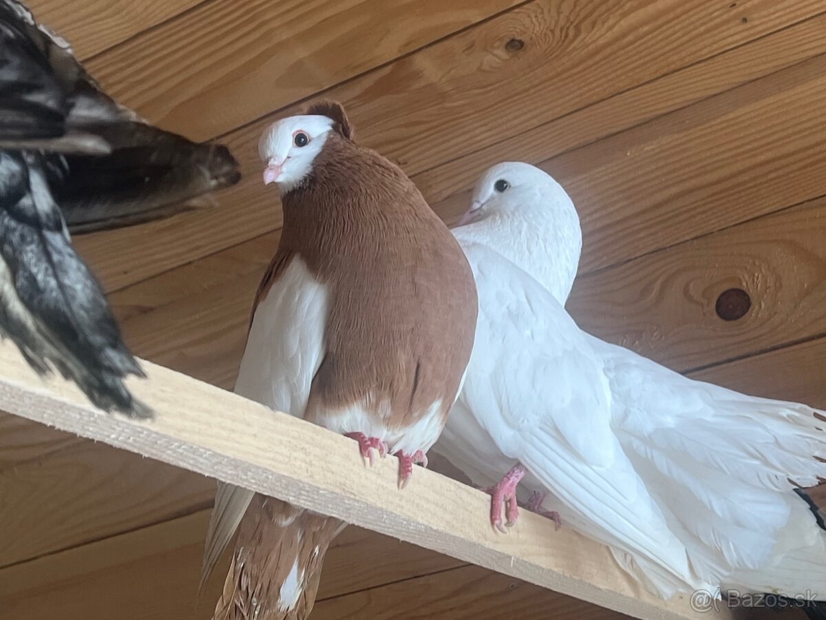 Predam holuby - 2