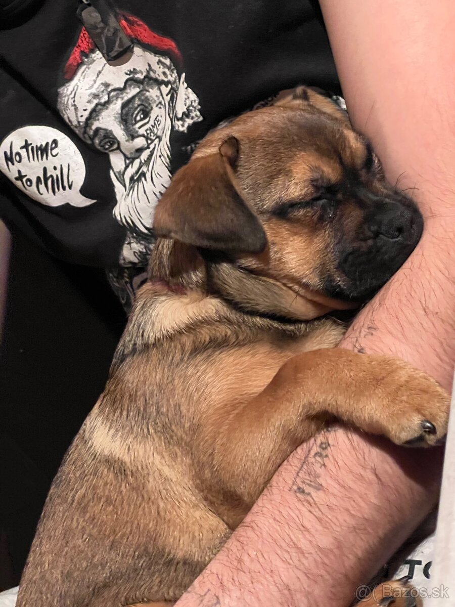 Darujem psíka - 2