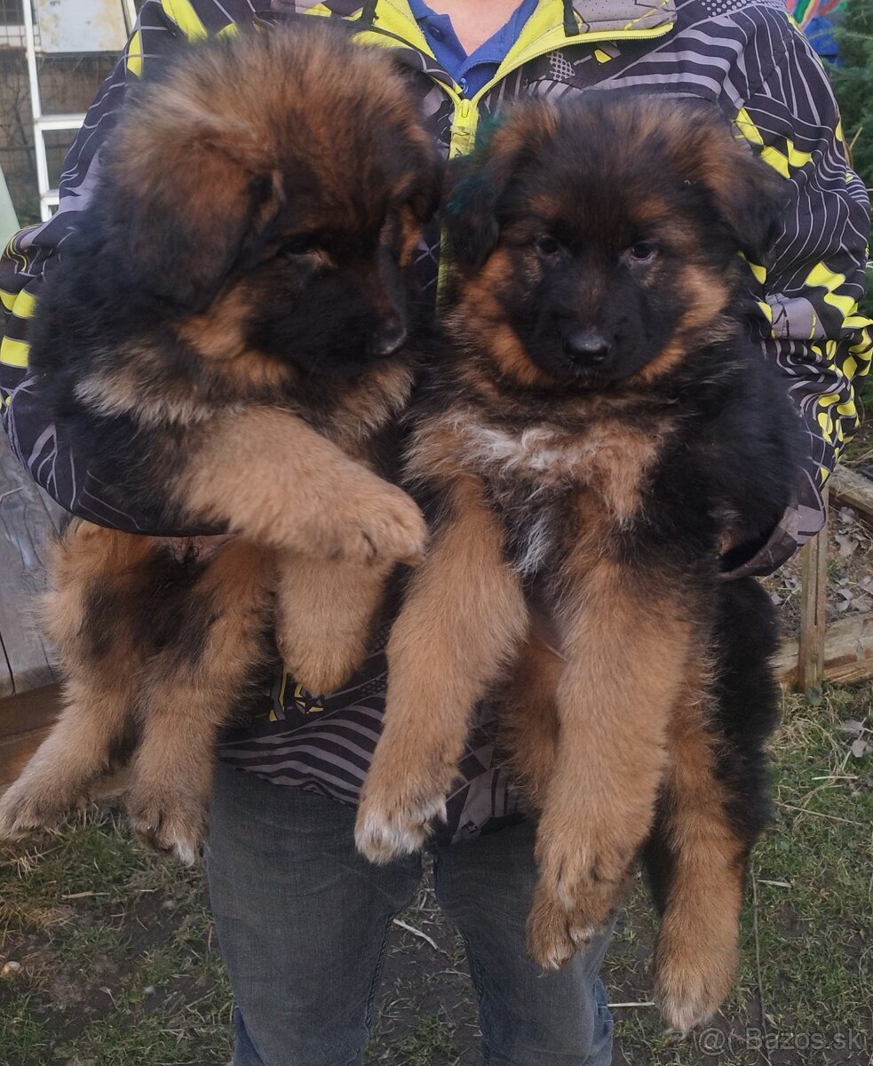 Nemecký ovčiak - 2