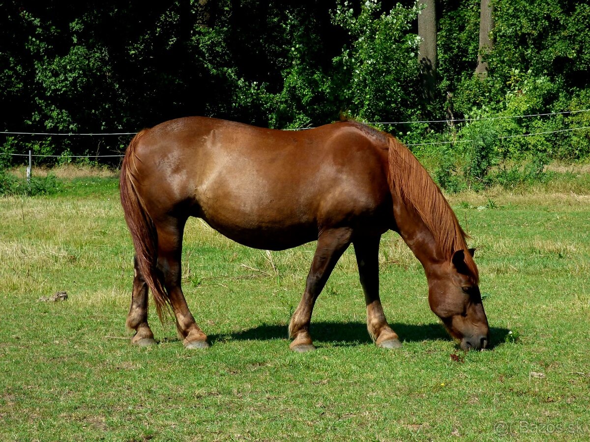 13 ročná kobyla Norik Muránsky a 2,5 ročný žrebec - 2