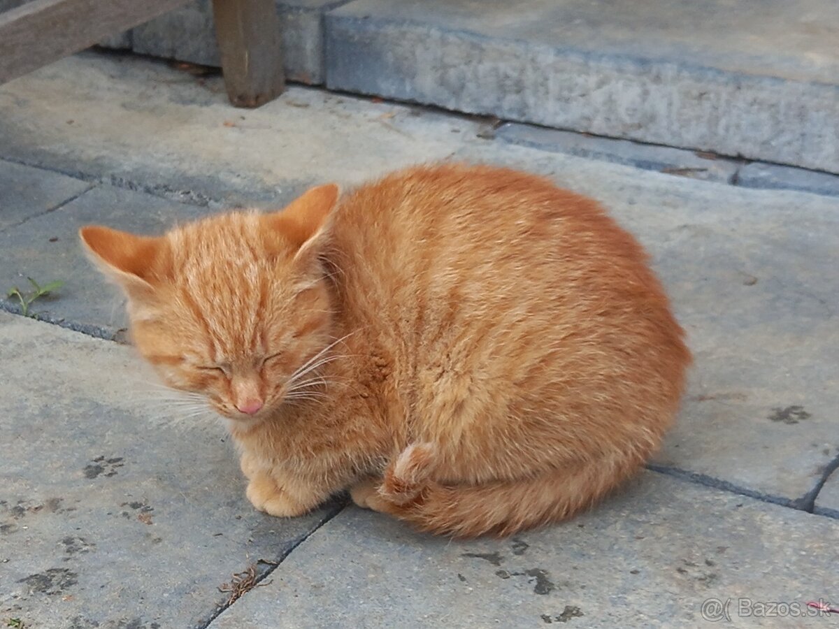 Darujem mačiatka - 2