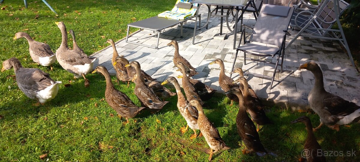 Indický bežec chovny par - 2