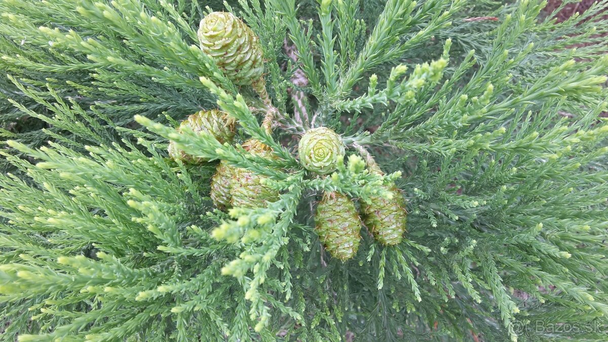 Sekvojovec mamutí - Sequoiadendron giganteum - 2